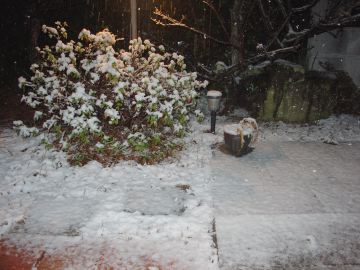 snow080120.jpg